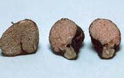 Hydnangium carneum